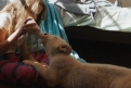 Immagine 27 - Mia e il Leone bianco, foto del film