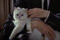 Immagine 4 - Agente 007 Dalla Russia con amore (1963), foto del film di Terence Young con Sean Connery, Daniela Bianchi, Robert Shaw, Bernard