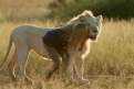 Immagine 1 - Mia e il Leone bianco, foto del film
