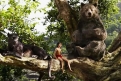 Immagine 1 - Il Libro della Giungla, foto film e cartone