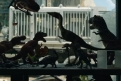 Immagine 23 - Jurassic World: Il regno distrutto, foto e immagini del film con Chris Pratt e Bryce Dallas Howard