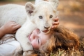 Immagine 4 - Mia e il Leone bianco, foto del film