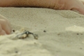 Immagine 11 - Picciridda - Con i piedi nella sabbia, foto del film di Paolo Licata con Marta Castiglia e Lucia Sardo