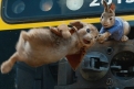 Immagine 22 - Peter Rabbit, immagini e disegni animati del film
