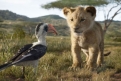 Immagine 2 - Il Re Leone, immagini e disegni tratti dal film Walt Disney del 2019