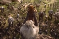 Immagine 17 - Il Re Leone, immagini e disegni tratti dal film Walt Disney del 2019
