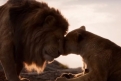 Immagine 22 - Il Re Leone, immagini e disegni tratti dal film Walt Disney del 2019