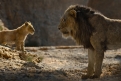 Immagine 5 - Il Re Leone, immagini e disegni tratti dal film Walt Disney del 2019