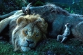 Immagine 27 - Il Re Leone, immagini e disegni tratti dal film Walt Disney del 2019