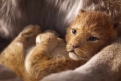 Immagine 8 - Il Re Leone, immagini e disegni tratti dal film Walt Disney del 2019