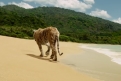Immagine 17 - Vita di Pi (2012), foto e immagini del film del di Ang Lee con Suraj Sharma, Rafe Spall, Irrfan Khan, Gérard Depardieu