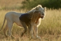 Mia e il Leone bianco, foto del film