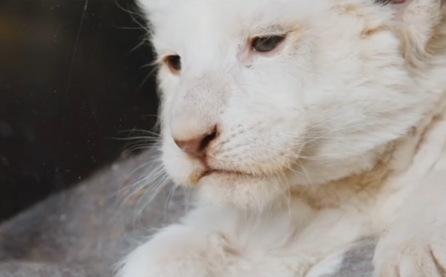 Immagine 23 - Mia e il Leone bianco, foto del film