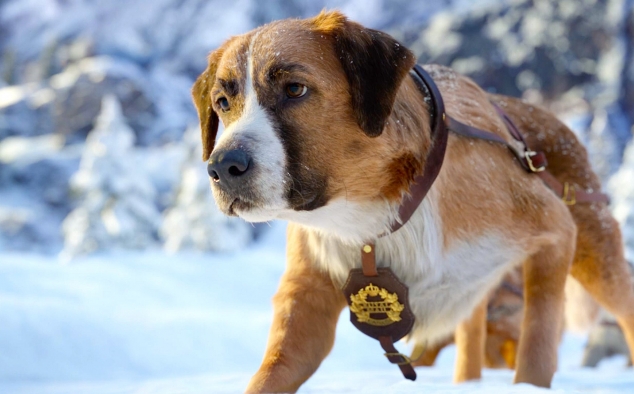 Immagine 5 - Il Richiamo della Foresta (2020), foto del film tratto da romanzo di Jack London