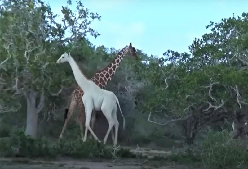 giraffa bianca, figura mitologica, unicorno drago