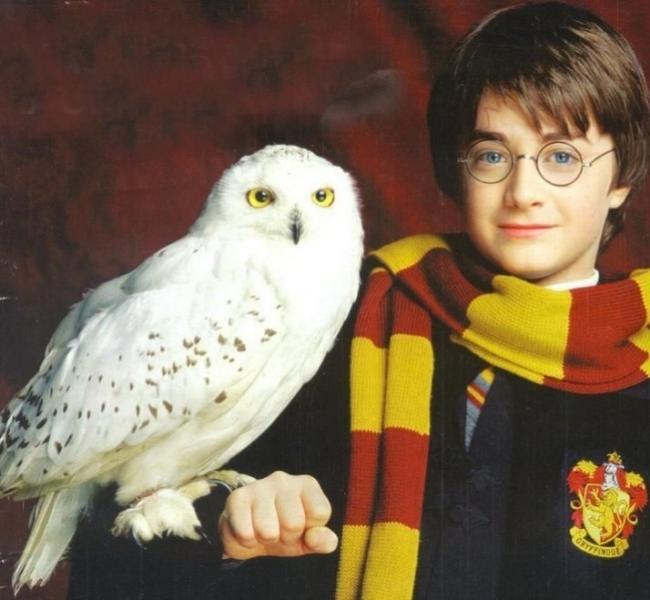 Harry Potter torna cinema, uscita, Edwig