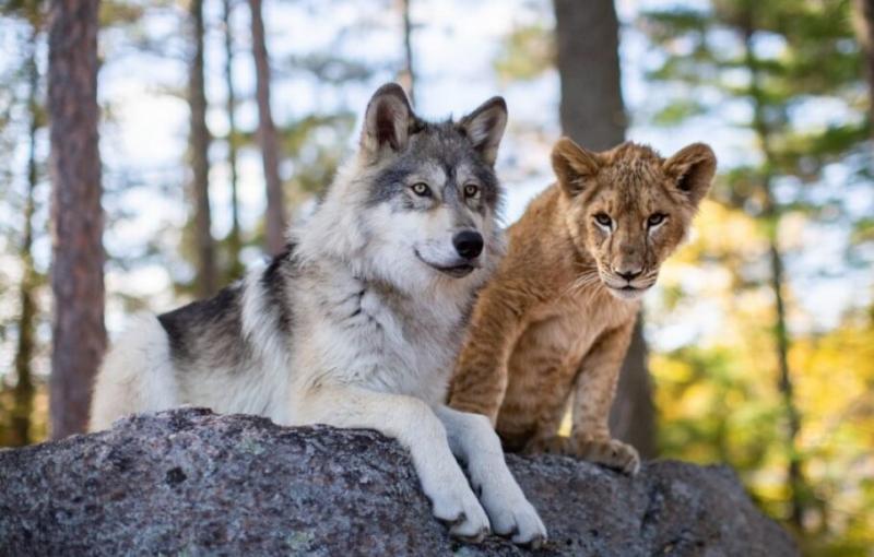 Il Lupo e il Leone, sequel Mia e il Leone Bianco