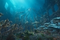 Immagine 27 - Aquaman, foto e immagini tratte dal film con Jason Momoa