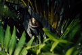 Immagine 20 - Jurassic World, foto
