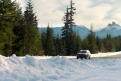 Immagine 12 - Un Viaggio a Quattro Zampe, foto del film con Bella protagonista