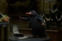 Immagine 21 - Animali Fantastici e dove trovarli, foto e immagini del film