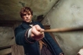 Immagine 11 - Animali Fantastici e dove trovarli, foto e immagini del film