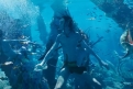 Immagine 2 - Avatar: La Via dell'Acqua, foto e immagini del film di James Cameron con Sam Worthington, Zoe Saldana, Kate Winslet, Sigourney