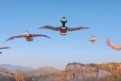 Immagine 7 - Prendi Il Volo, immagini e disegni del film animazione dai creatori di Cattivissimo Me e Super Mario Bros