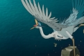 Immagine 15 - Il Ragazzo e l'Airone, immagini e disegni del film animazione di Hayao Miyazaki (regista di Si alza il vento 2013)