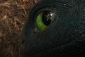 Immagine 3 - Dragon Trainer, immagini del film di Dean DeBlois con Mason Thames, Nico Parker, Gerard Butler, Julian Dennison