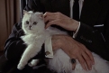 Immagine 75 - 007 - Spectre, foto
