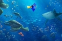Immagine 41 - Alla ricerca di Dory, divertenti  immagini del film