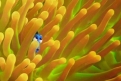 Immagine 42 - Alla ricerca di Dory, divertenti  immagini del film