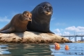Immagine 22 - Alla ricerca di Dory, divertenti  immagini del film