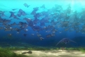 Immagine 46 - Alla ricerca di Dory, divertenti  immagini del film