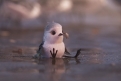 Immagine 47 - Alla ricerca di Dory, divertenti  immagini del film