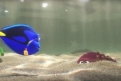 Immagine 31 - Alla ricerca di Dory, divertenti  immagini del film