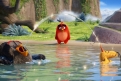 Immagine 4 - Angry Birds-Il film, foto e immagini