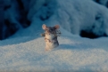 Immagine 44 - Lo Schiaccianoci e i Quattro Regni, immagini e foto del film Disney