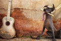 Immagine 10 - Coco, immagini e disegni del film d’animazione musicale