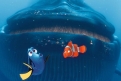 Immagine 19 - Alla ricerca di Dory, i simpatici personaggi del film
