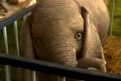 Immagine 13 - Dumbo, foto del film di Tim Burton con Colin Farrell, Michael Keaton, Danny De Vito, Eva Green