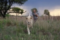 Immagine 8 - Mia e il Leone bianco, foto del film