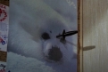 Immagine 9 - Un pesce di nome Wanda, foto e immagini del film di Charles Crichton con John Cleese, Jamie Lee Curtis, Kevin Kline, Michael Pal