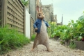Immagine 19 - Peter Rabbit, immagini e disegni animati del film