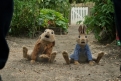 Immagine 9 - Peter Rabbit, immagini e disegni animati del film