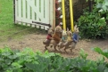 Immagine 14 - Peter Rabbit, immagini e disegni animati del film
