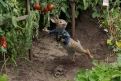 Immagine 17 - Peter Rabbit, immagini e disegni animati del film