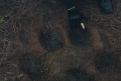 Immagine 10 - Rampage - Furia animale, foto e immagini tratte dal film con Dwayne Johnson