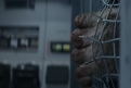Immagine 23 - Rampage - Furia animale, foto e immagini tratte dal film con Dwayne Johnson